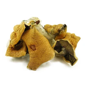 wavy cap mushrooms