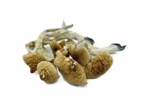 dried lizard king mushrooms
